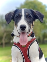 RHEA, Hund, Mischlingshund in Rumänien