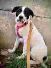 NIKA, Hund, Mischlingshund in Rumänien