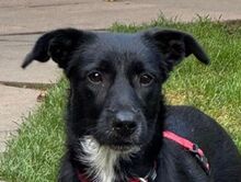 PÜPPI, Hund, Mischlingshund in Hamminkeln