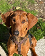 BALTO, Hund, Segugio Italiano in Italien