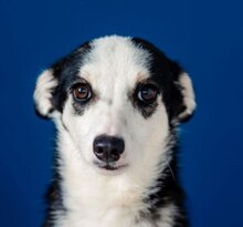 JULE, Hund, Mischlingshund in Lüneburg