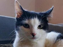CHER, Katze, Europäisch Kurzhaar in Bergisch Gladbach