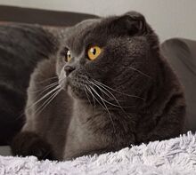 MUNGO, Katze, Scottish Fold in Hamburg