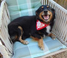 SNOOPY, Hund, Mischlingshund in Griechenland