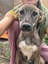 VOLTERRA, Hund, Mischlingshund in Rumänien