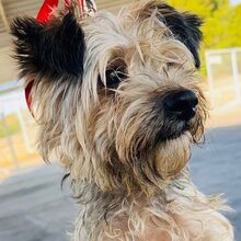 LYON, Hund, Mischlingshund in Winsen