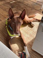 SIETE, Hund, Podenco-Mix in Schwanstetten