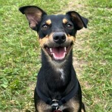 COCO ANGELITA, Hund, Pinscher-Bodeguero Andaluz-Mix in München
