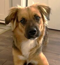 FLOYD, Hund, Mischlingshund in Erkrath