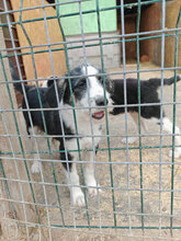 IRA, Hund, Mischlingshund in Rumänien