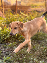 NAMI, Hund, Mischlingshund in Rumänien