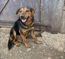 JHON, Hund, Mischlingshund in Rumänien