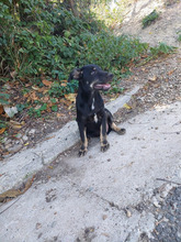 THEO, Hund, Mischlingshund in Rumänien