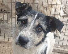 FRIDO, Hund, Mischlingshund in Rumänien