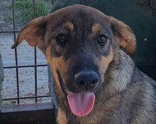 FEE, Hund, Mischlingshund in Rumänien