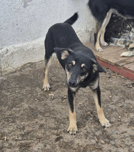 SHEENA, Hund, Mischlingshund in Bulgarien