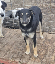 SHELLEY, Hund, Mischlingshund in Bulgarien