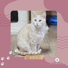 AMBER, Katze, Europäisch Kurzhaar in Bulgarien