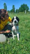 REZ, Hund, Border Collie-Mix in Herxheim