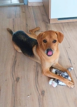LEONE, Hund, Deutscher Schäferhund-Mix in Kirchlengern