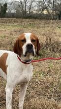 LUCIO, Hund, Pointer in Italien