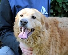 GIBBLE, Hund, Mischlingshund in Italien