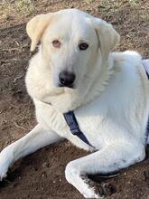 CLARA, Hund, Mischlingshund in Italien