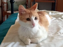 MOLLY, Katze, Europäisch Kurzhaar in Berlin