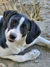 MALEA, Hund, Mischlingshund in Eggolsheim