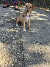 MIMI, Hund, Mischlingshund in Ungarn