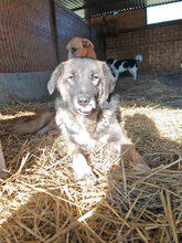 MATS, Hund, Mischlingshund in Rumänien