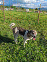 MANFRED, Hund, Mischlingshund in Rumänien