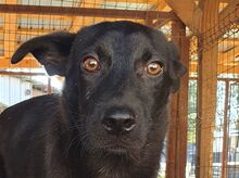 BLACKY, Hund, Mischlingshund in Rumänien