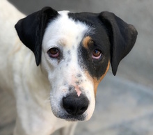 JANA, Hund, Mischlingshund in Kerpen