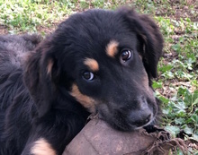 GIPSY, Hund, Mischlingshund in Italien