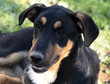 GISMO, Hund, Mischlingshund in Italien