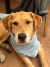 TEDDY, Hund, Mischlingshund in Wuppertal