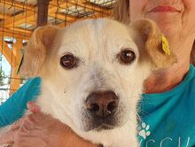 MAMBO, Hund, Mischlingshund in Köln