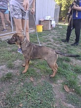 KOVA, Hund, Deutscher Schäferhund-Slovenský Kopov-Mix in Limbach