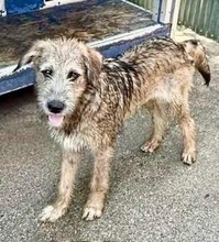 EYWA, Hund, Mischlingshund in Rumänien