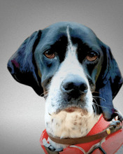 LOLA, Hund, Pointer in Nohfelden