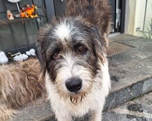 LESLIE, Hund, Mischlingshund in Röthenbach