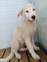 GRETEL, Hund, Mischlingshund in Rumänien