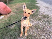 JOEL, Hund, Mischlingshund in München