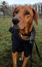 ALMA, Hund, Mischlingshund in Nidda