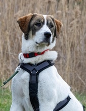 SUGAR, Hund, Mischlingshund in Leuna