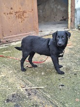 MIRA, Hund, Mischlingshund in Ungarn