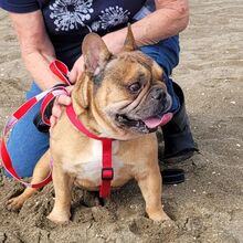 ANTEROS, Hund, Französische Bulldogge in Wittingen