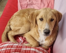 SINA, Hund, Mischlingshund in Riemerling