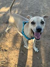 ROCKY, Hund, Mischlingshund in Spanien